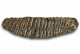 Woolly Mammoth Lower M Molar - North Sea Deposits #298456-4